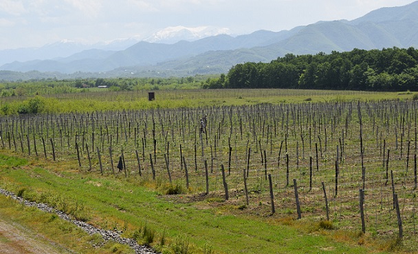 Vachnadziani vineyards resize